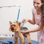Depiladora Para Mascotas Con Aspiradora